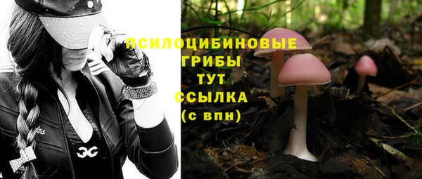 гашик Алексин